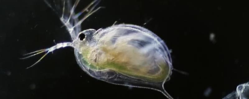 水蚤简介，是一种小型的甲壳动物