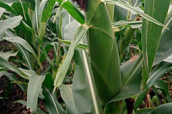 先玉987玉米种子特征特性，以防治地下害虫的危害