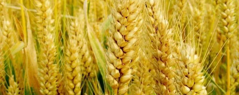 陇紫麦1号小麦品种简介，9月中下旬播种