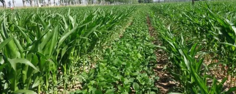 湘春豆V8大豆品种简介，每亩保苗2～3万株