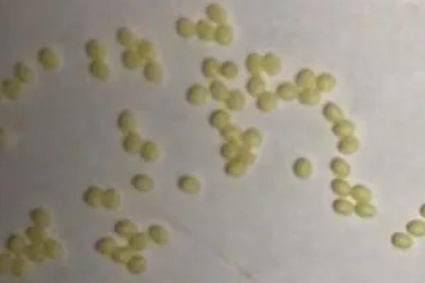 当年的蚕卵能不能二次出蚕，可能会在同年孵出蚁蚕
