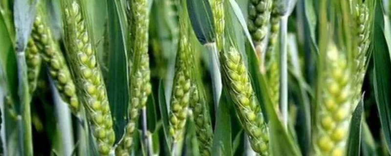 瑞华麦520小麦种子特点，半冬性中熟品种
