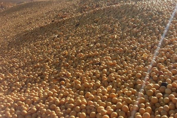 龙科1号大豆品种的特性，平均生育期115.5天