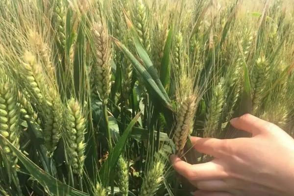 河农7069小麦品种的特性，该品种属半冬性中熟品种