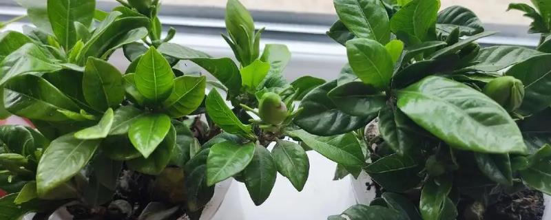 栀子花有花苞却不开花怎么解决，可増施磷钾肥、提供光照等