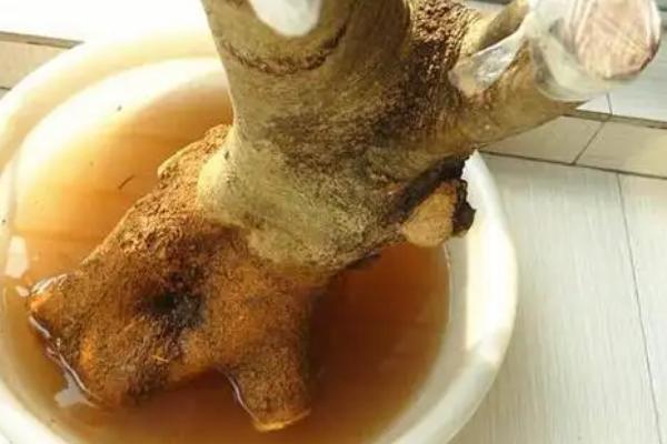 生根粉能不能泡一晚上，能浸泡一晚上