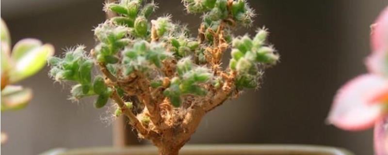 姬红小松不开花的原因及解决办法，可能是光照不足或严重缺水等
