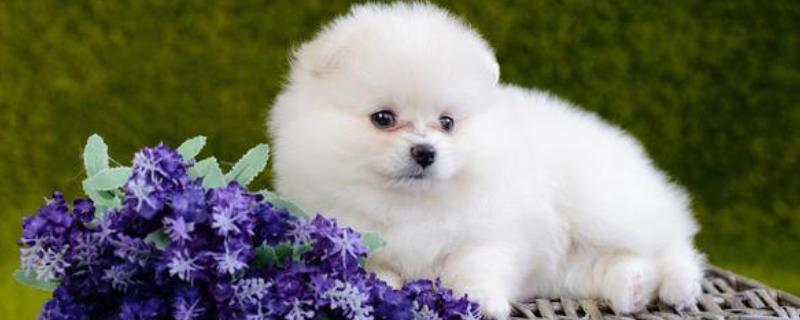 茶杯犬和博美一样吗，二者不是同一品种