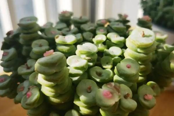 如何让多肉植物出锦，可调控短时较大的温差或少浇水等