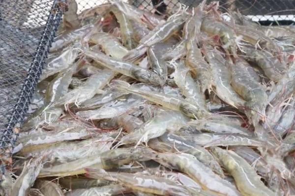 养虾怎么使用乳酸菌，以泼洒、拌料为主