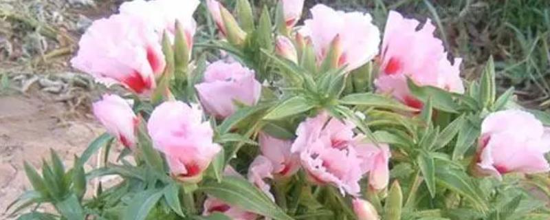送春花的养殖方法，喜欢湿润的环境