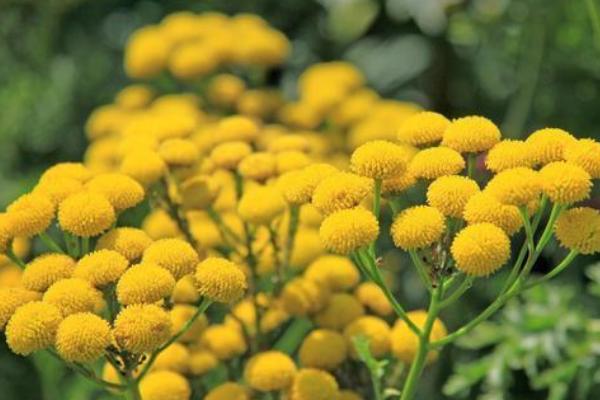 纽扣菊的花语是什么，花语是清澄