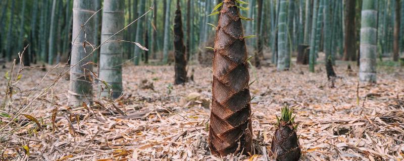 笋的主要品种有哪些，以毛竹笋、早竹笋、尖头青笋等品种为主