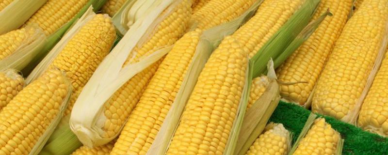 科玉1101玉米品种简介，及时防治玉米螟和纹枯病