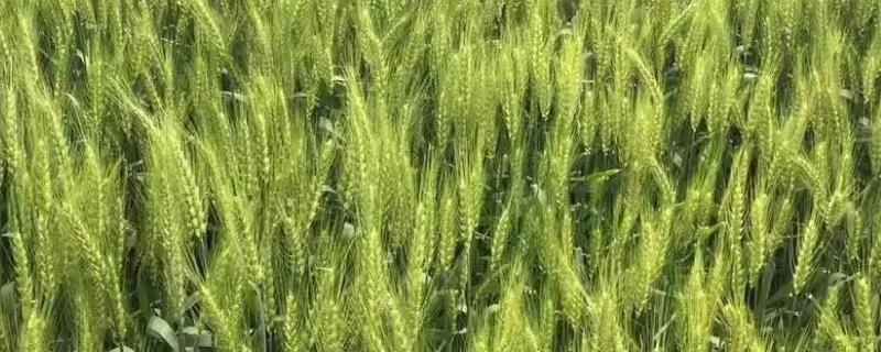 隆麦813小麦品种简介，孕穗前后注意防治病虫害
