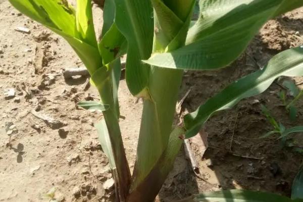 正大719玉米种子特点，及时防治地老虎等地下害虫