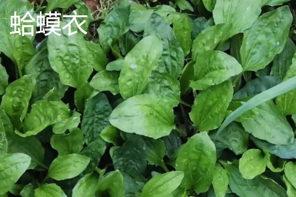 蛤蟆衣和车前草的区别是什么，形态、叶片和分布范围均不同