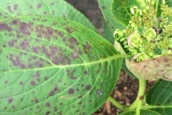 八仙花叶斑病的防治方法，发病初期喷洒百菌清可湿性粉剂