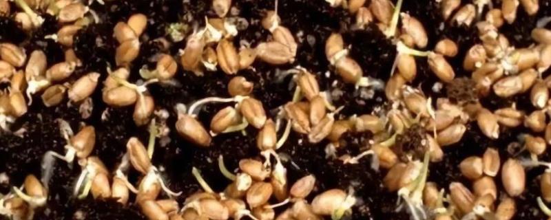 如何打破小麦种子的休眠，反复浸泡再晾干即可