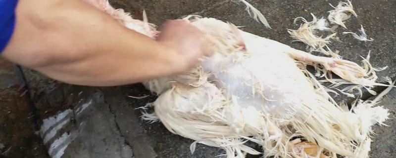 鸭子怎么脱毛，水温要75-80度左右为佳
