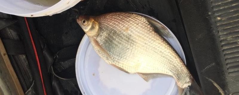 钓鳊鱼商品饵料配方，常见以下4个配方