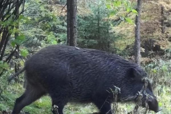 山猪和野猪的区别是什么，没有区别是同一品种