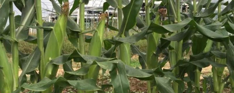山农糯168玉米种子特点，高抗茎腐病
