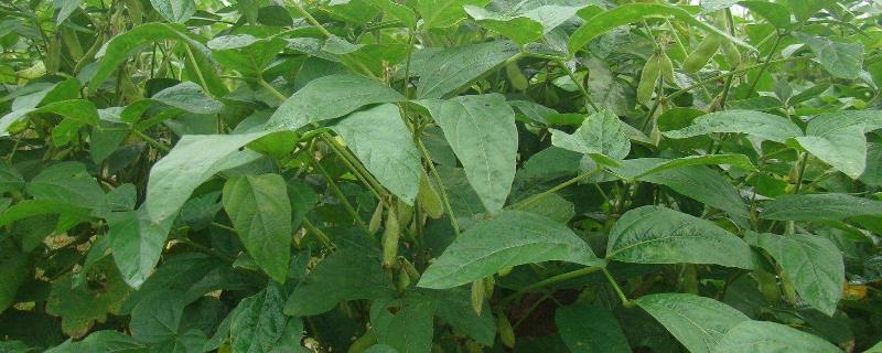 美锋18号大豆种子介绍，属早熟品种
