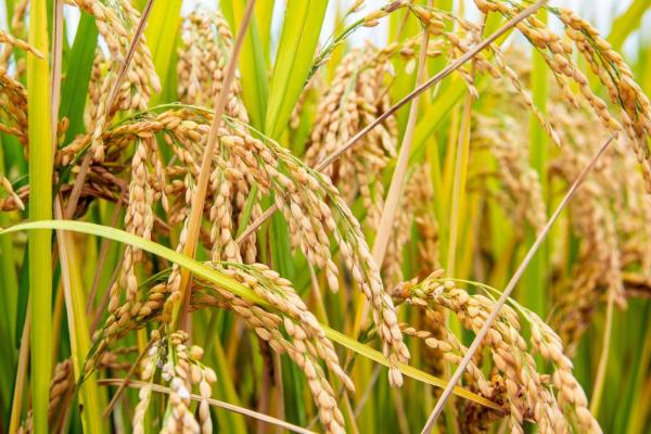 富田2100水稻品种简介，4月10～15日播种