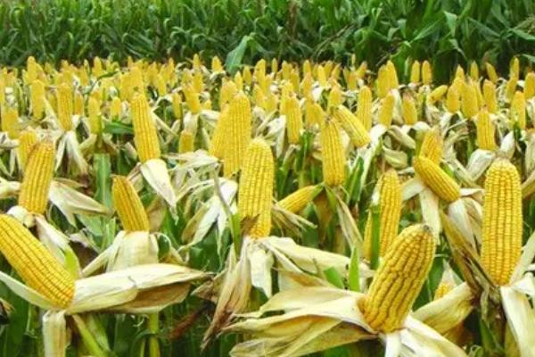 富单6号玉米种子特点，在适应区5月5～10日播种