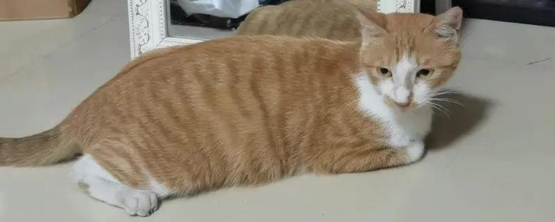 母猫见红是不是要生了，未来的3-8个小时就会生