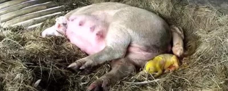 猪难产有哪些症状，主要表现为痛苦呻吟、阴户异常肿大等