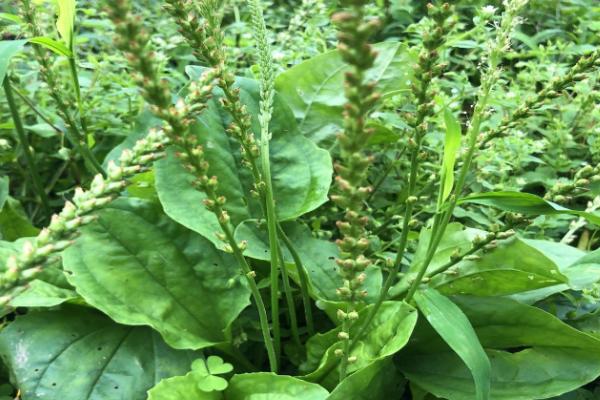种植车前草的条件，要在湿润、阳光充足、土壤肥沃的地方种植