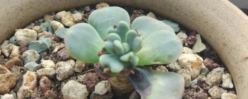 多肉叶子变黄脱落的原因，可能是施肥过多所导致的