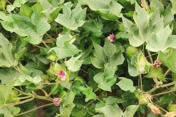 棉花花铃期的管理技术，花铃肥要重施