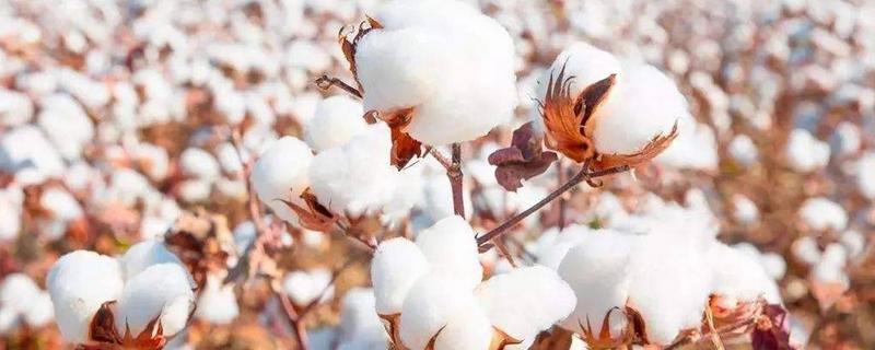 长绒棉有哪些主要产区，我国主要种植在新疆地区