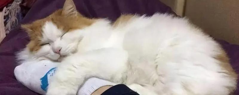 猫咪脚臭的原因，可能是脚汗或患有口腔炎症等引起的