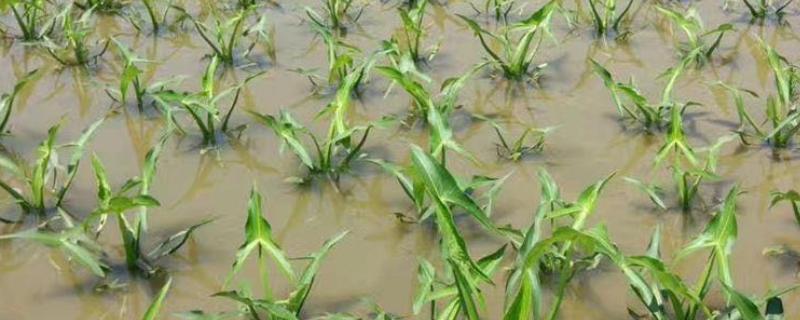 茨菇的种植时间，在4月下旬到5月上旬插播顶芽