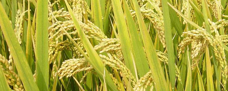金优6530水稻品种的特性，湘中6月22日播种