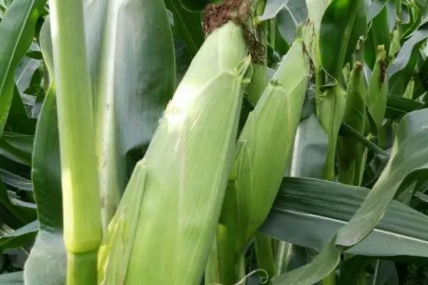 新甜玉15号玉米种子介绍，春播种植密度3500株