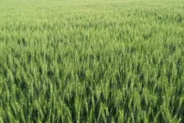 克春4号小麦品种简介，每亩基本苗43万苗左右