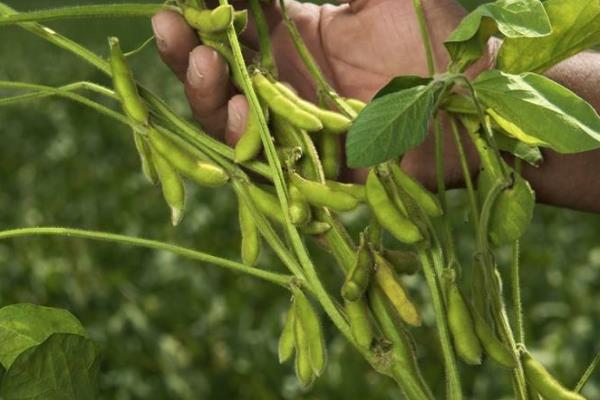 贡豆22大豆种子特点，亩种植密度高肥力地块4万株