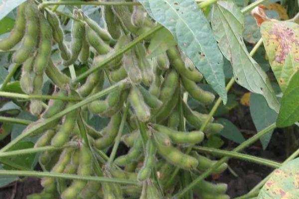通豆6号大豆种子特征特性，从播种到成熟全生育期97天