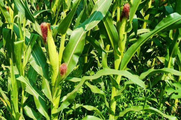 上农甜玉1号玉米种子介绍，种植密度每亩3500株左右