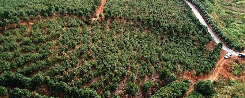 油茶的栽培技术，通常每亩栽植70-120株左右