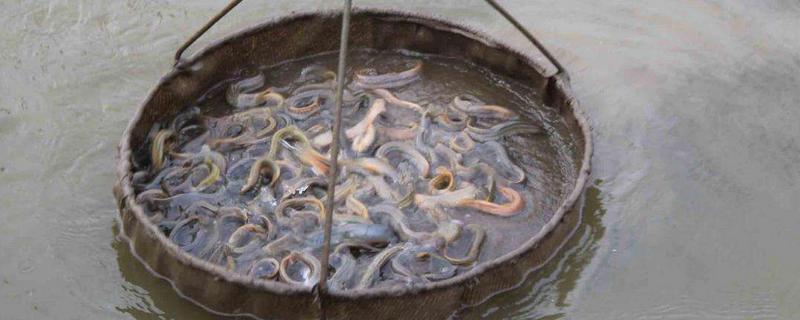 泥鳅吃哪些饲料，可选择玉米粉、麦麸、面包虫、黄粉虫等