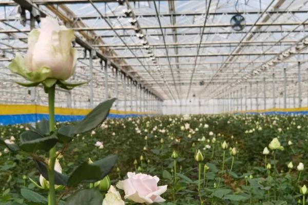 大棚种植玫瑰的成本和利润分析，每年的纯收入一般能超过2万元