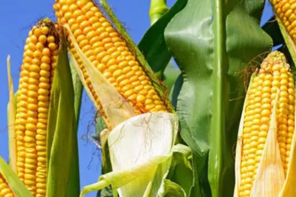 湘农甜玉1号玉米种子特征特性，中熟甜玉米品种