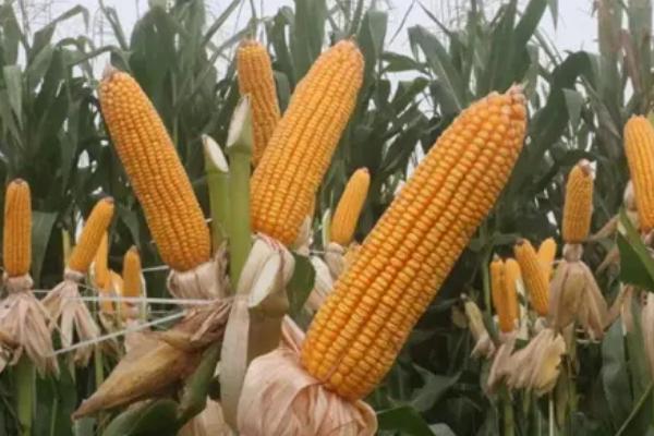 金银甜218玉米种子特征特性，秋植生育期72天左右