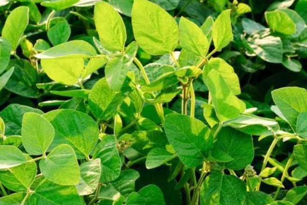 郑9805大豆种子特点，每亩种植密度1.2万株